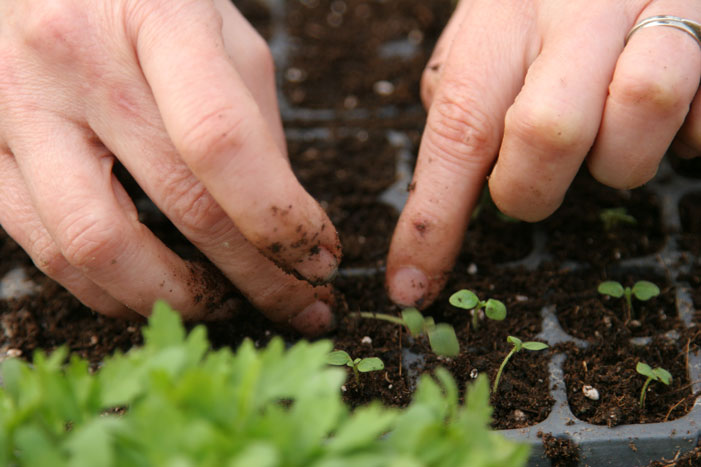 transplanting-seedlings
