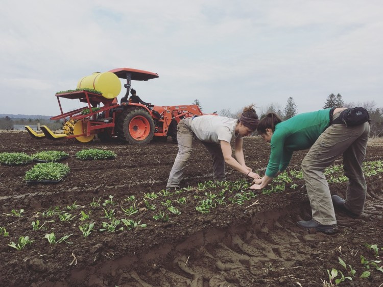 brittany melissa planting