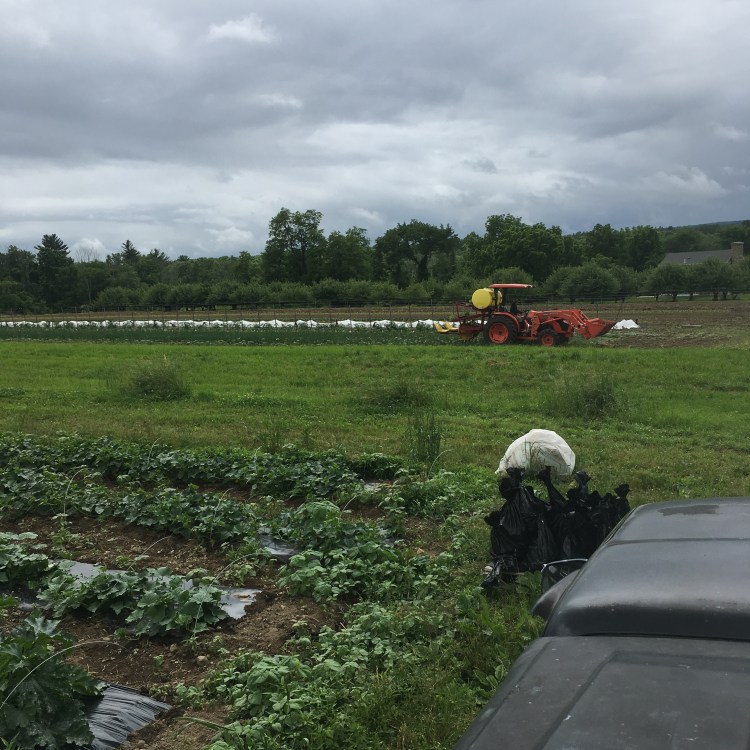 erin watering with transplanter