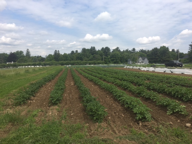 hilling new potatoes
