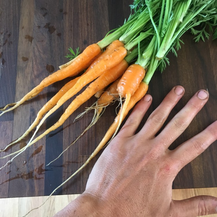small carrots june