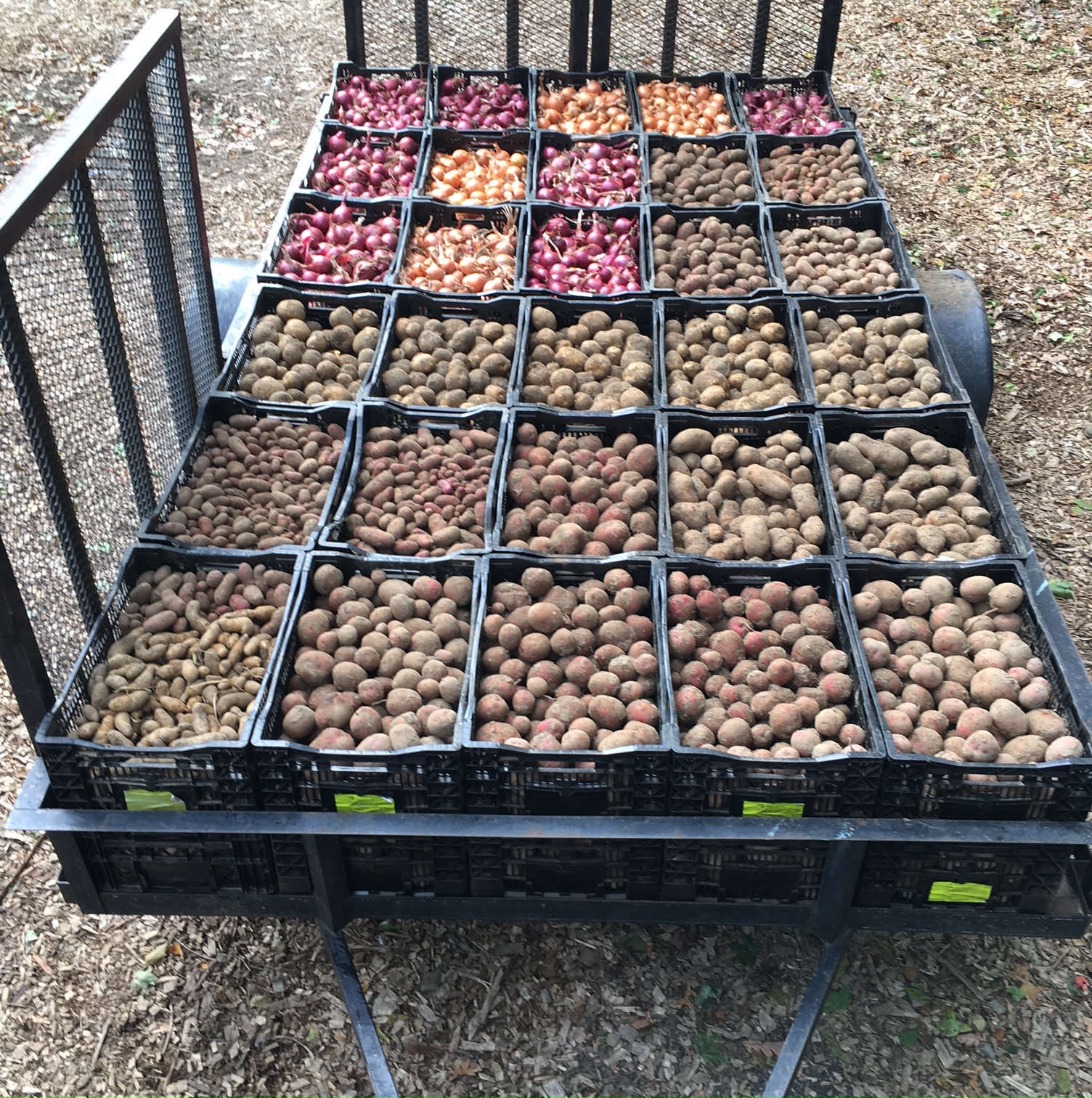 root crops to root cellar.JPG